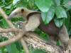 anteater, Costa Rica